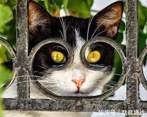 唐三彩|霸气猫手办过于“魔性”,视觉错位却毫不违和,被粉丝疯狂追捧