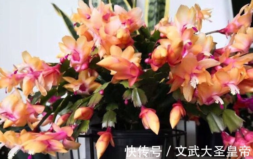 都说蟹爪兰难养,记住蟹爪兰有“8怕”,挨个避开,才能叶厚花多