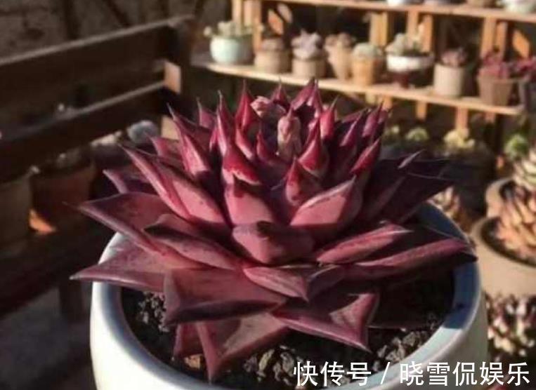 公认难养的8种多肉，爱生病长不好，新手别轻易尝试，白费了