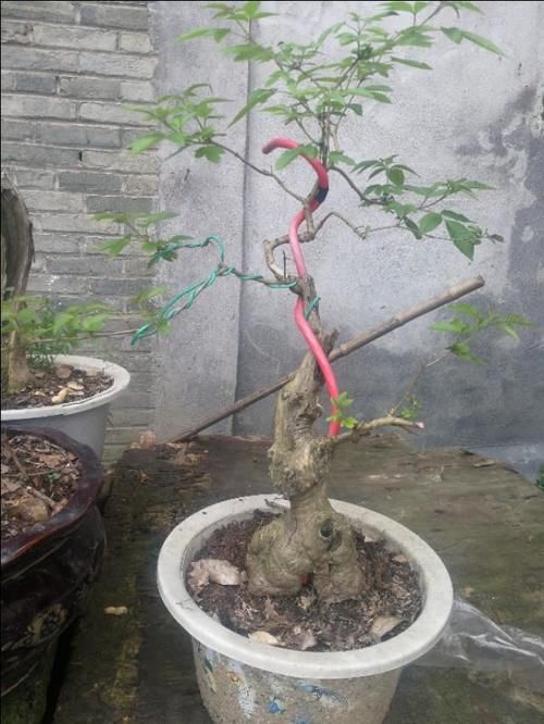 山上有什么植物适合用来做花卉盆景的吗？