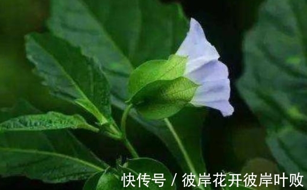 世界上唯一一颗“地球独子”,生长在我国境内,比大熊猫还珍贵