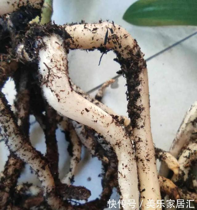 陶粒|君子兰翻盆,土里扔一把颗粒,透气肥效好,花根不腐烂