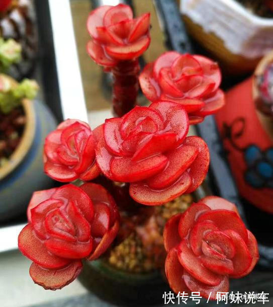 总算知道多肉艳丽的秘密了，原来都是这么控养出来，越控越艳丽