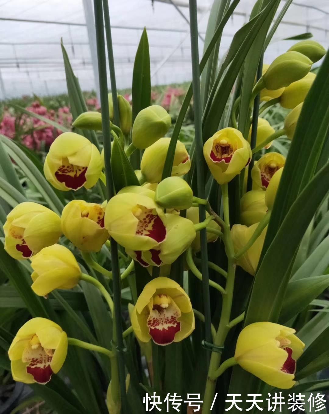 丽格海棠|4种花漂亮“娇滴滴”,新手养它都“没戏”,养一回伤一回