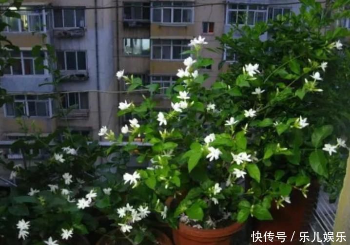 聪明人什么花也不养，却去养这“4种”植物，难怪身体越来越好