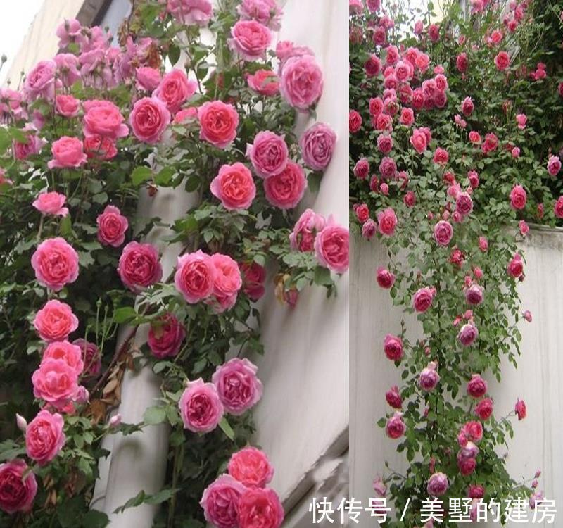 品种|懂花的人,钟爱4种花,开花容易爆,简单好打理