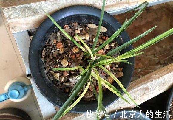 蕙兰|养“惠兰”最省心，30天浇次水，叶子绿油油，花期长达60天