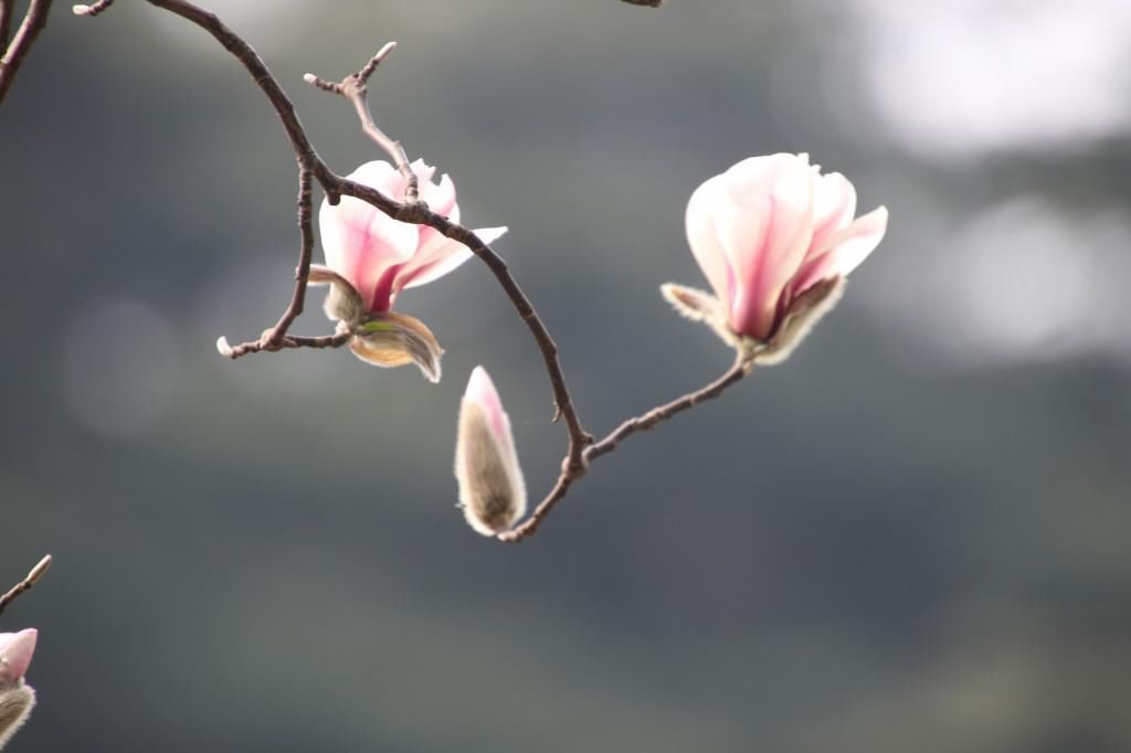 老年|南京连日春暖 雨花台宝华玉兰绽放