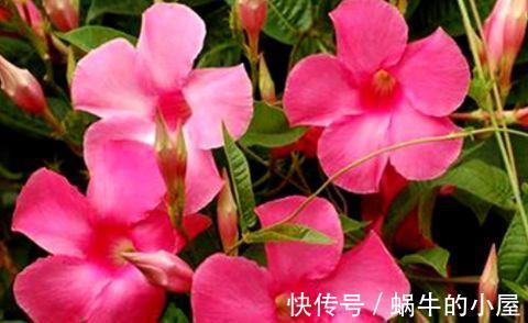 虞美人|农历8月7日开始，养花养个耐看的，花团锦簇，满屋子飘香