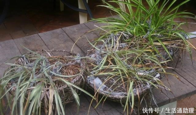 吊兰促进长匍匐分枝的秘诀，茎叶枯萎要怎么解救！