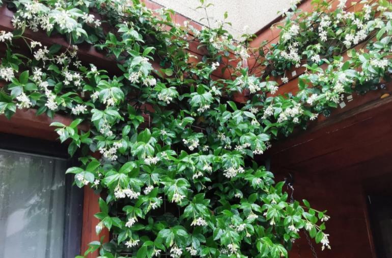 安全距离|养殖茉莉选银丝，盆栽抓住4点，一年四季开花，量多又持久