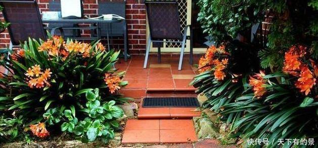 把它倒在花盆里,君子兰疯长如野草,一次能开30多