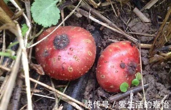 维生素e|女性想年轻,常吃以下四种食物,再贵也别省,排毒通便,嫩白肌肤