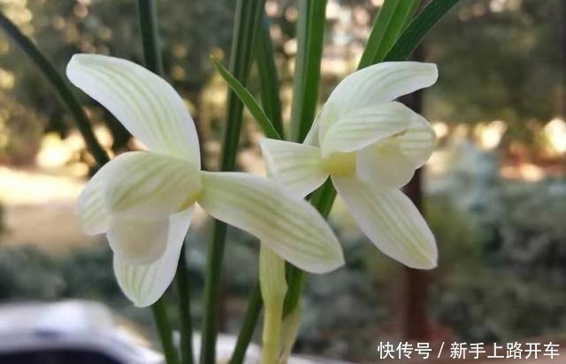 营养土|8年种花经验,老花农教你一招,轻松养兰花,从此大白根系冒不停!