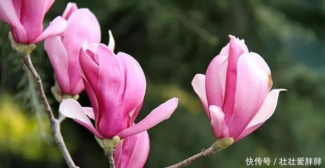 老茎生花,花儿竟不开在枝条上,此乃热带雨林特有的植物现象!