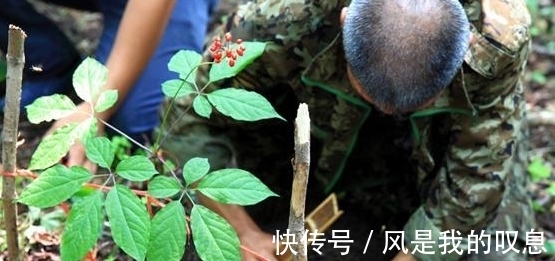 野山参|宽甸发现“人参王”,挖了两天才挖出来,专家很