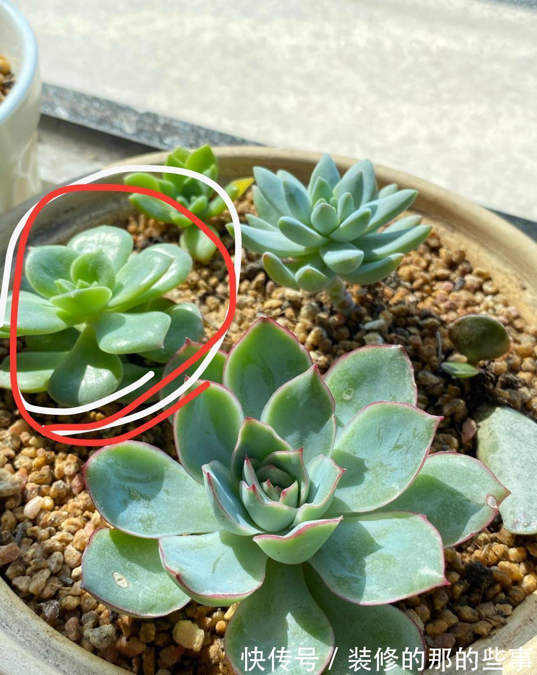 三伏天多肉易化水,停止“一动作”,否则易恶化,甚至摊大饼