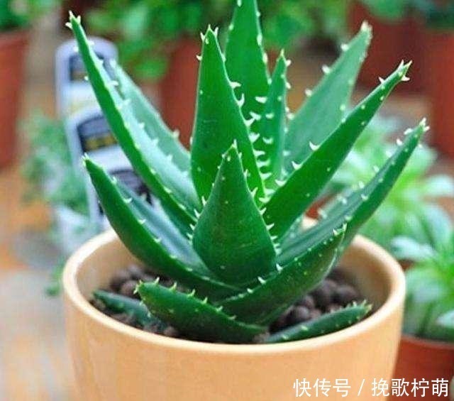 常春藤|冬天啥花都可以不养,唯独这5种,养一盆在家,对身体有好处,值!