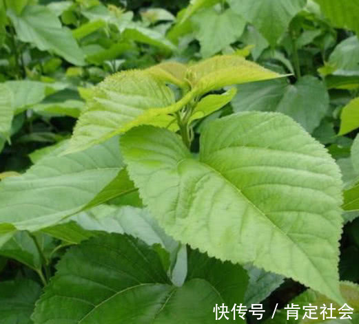 血糖|“它”是天然“胰岛素”,血糖高的人每天泡水喝,血糖不升反降!