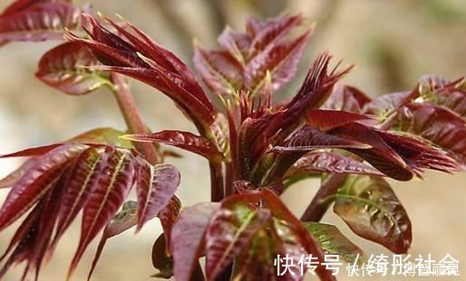 毒素|发芽的大蒜不能吃？专家：3种食物发芽后，吃了对人体更好