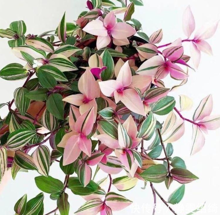 客厅|它是吊兰中的极品，姹紫嫣红、高端大气，养在客厅太上档次