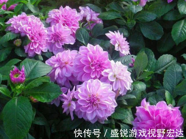 根颈处|“此花”好养易爆盆,花朵大花期长,天冷天热都不怕,比牡丹还美