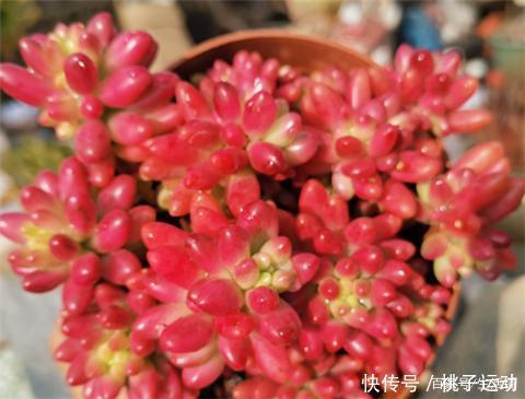 虹之玉锦|“超皮实”的3种多肉,冬天不怕冷,“冻一冻”,颜色更鲜嫩