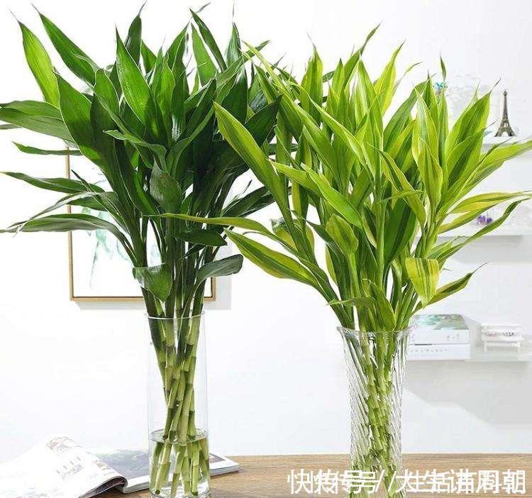 水竹|家里养上5种“竹”,吉祥“好运”,清雅大气,添福又添丁
