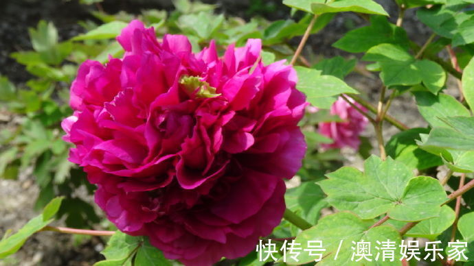 喜欢牡丹,不如养盆“牡丹珍品”髙杆红,花色艳丽,美艳可人