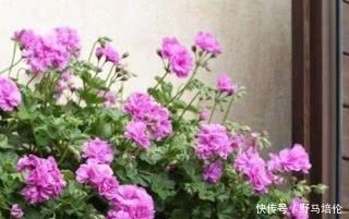 养花有了“万能土”,养啥都不愁,养花养草都“爆盆”,叶绿开花多