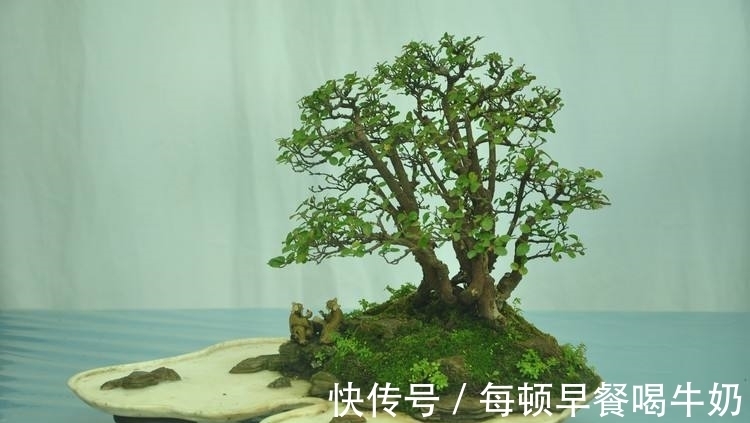 水溶性肥料|你知道吗?微型盆景怎样补充肥料才最有效?