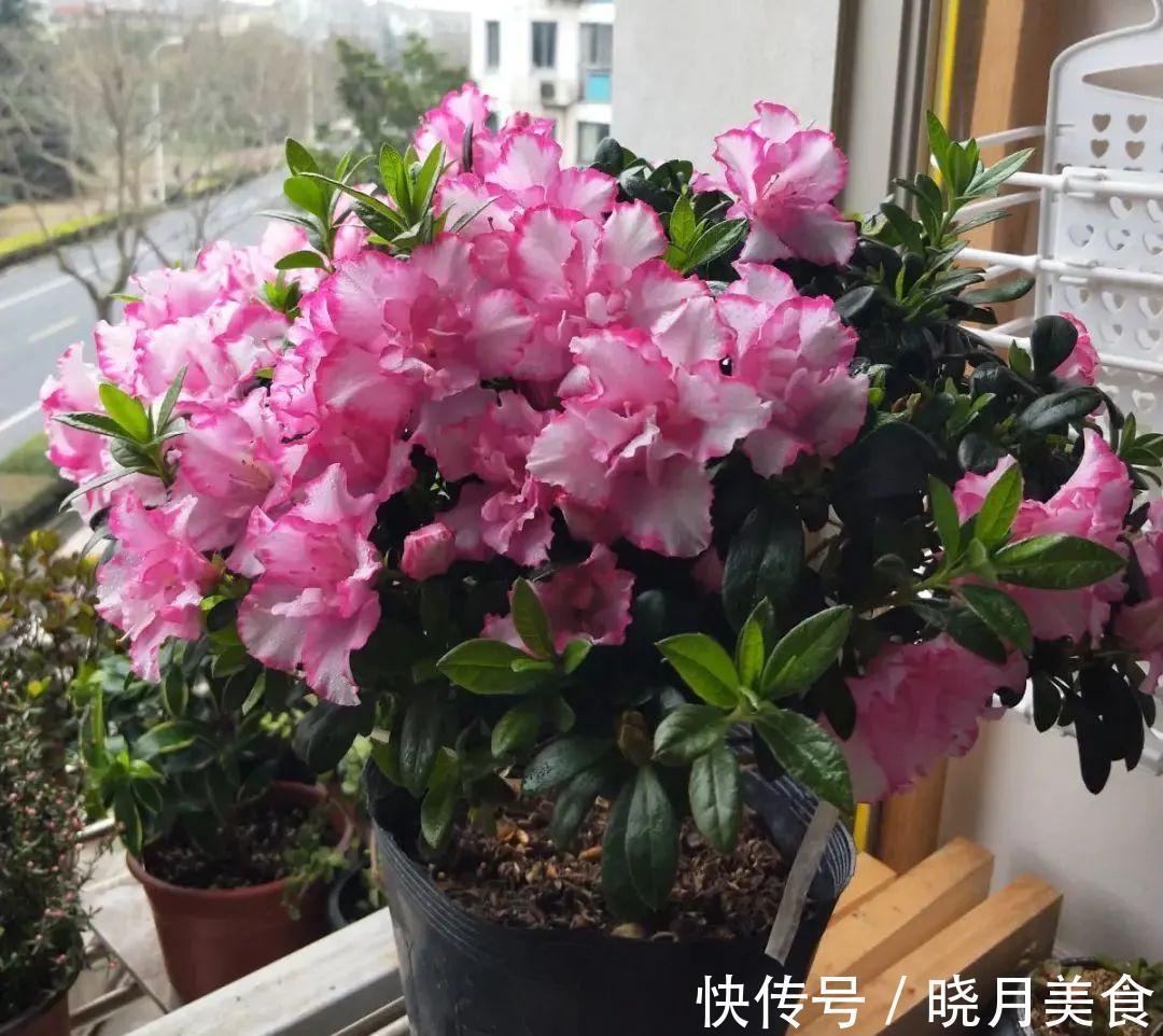 浇水|15种常见花,冬天浇水有讲究,小心越浇花越死