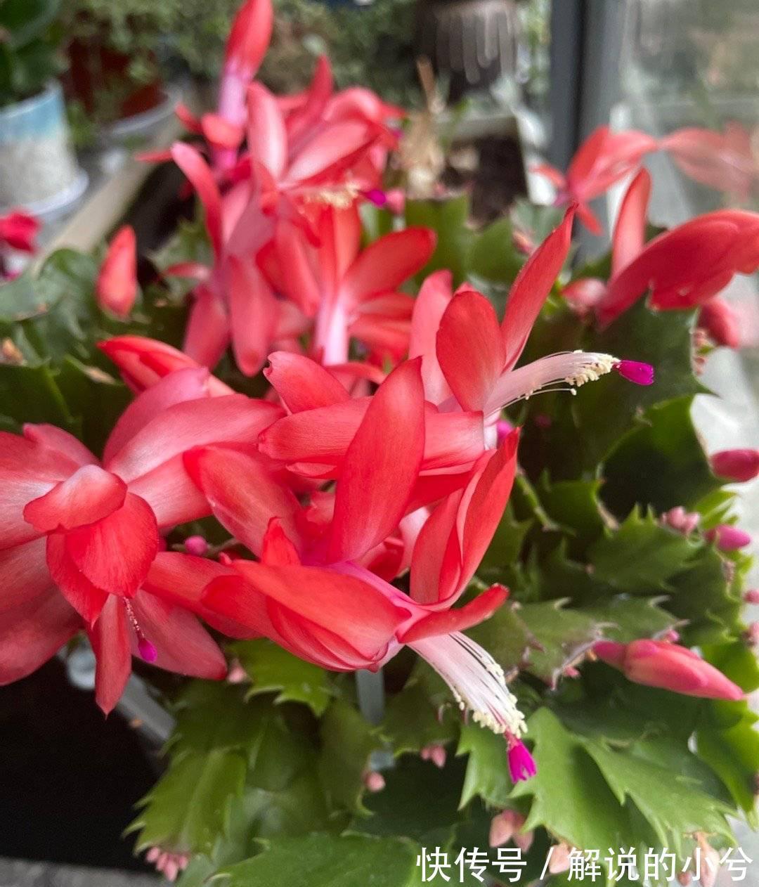 天冷就养“3种花”,耐寒好养,花儿朵朵开,又美又娇艳