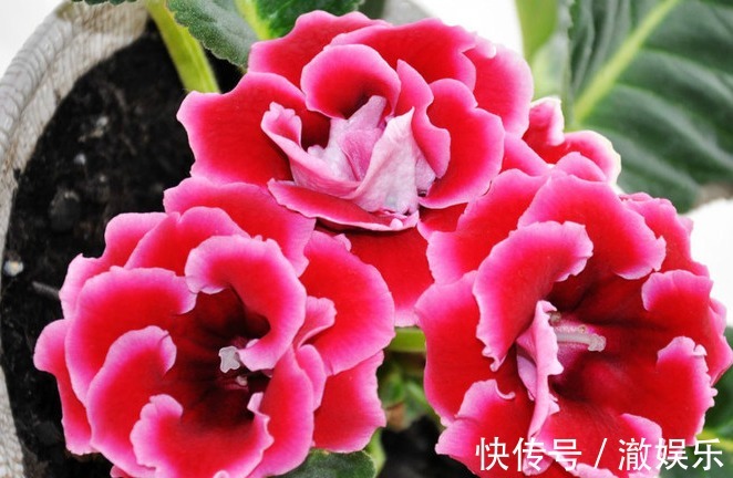 此花,花开比牡丹、芍药都好看,但却被称为“夏必死”,养护难