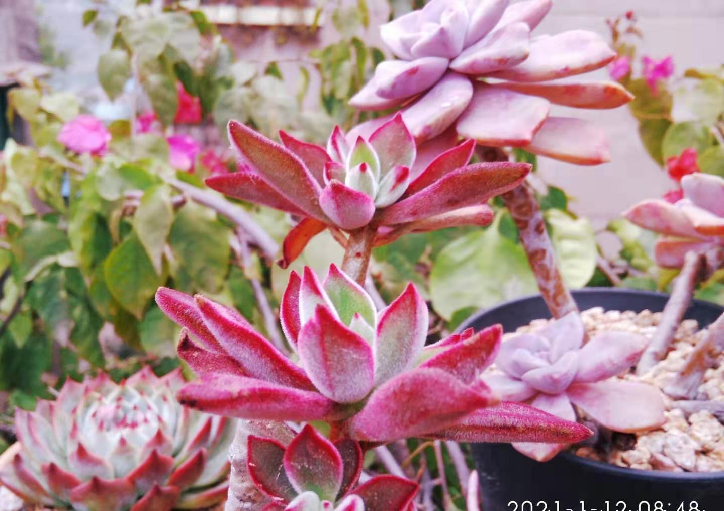 放在楼顶的多肉虽有轻微冻伤,但问题不大,目前依然还在坚持露养