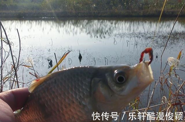 深水处|冬季钓鲫鱼，钓深还是钓浅钓远还是钓近看看我怎么说