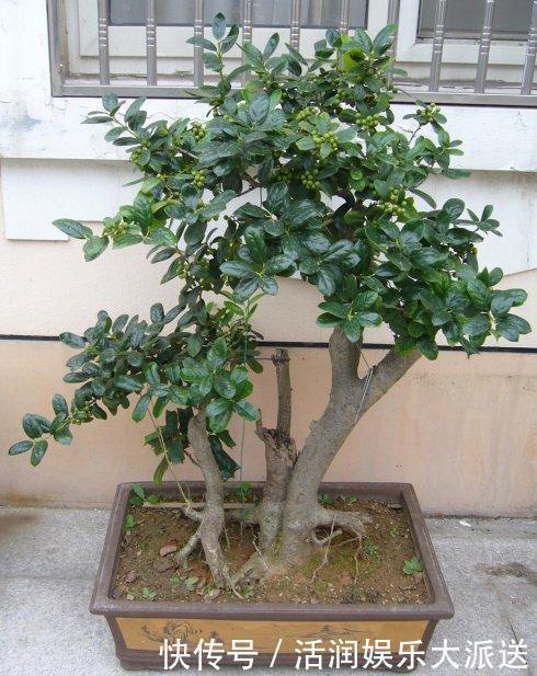 大动作|家养一盆枸骨盆景,叶片青翠风景好,从年头赏到年尾!