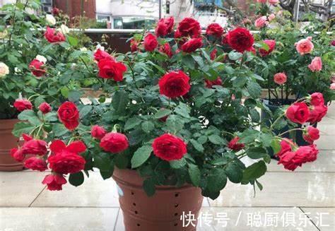 养花试试这几款,叶子明亮有光泽,含有老玫瑰和茶的香气