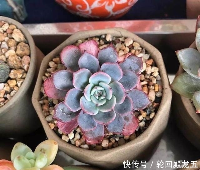 7字秘诀来养多肉,入坑9年多肉植物没徒也没腐