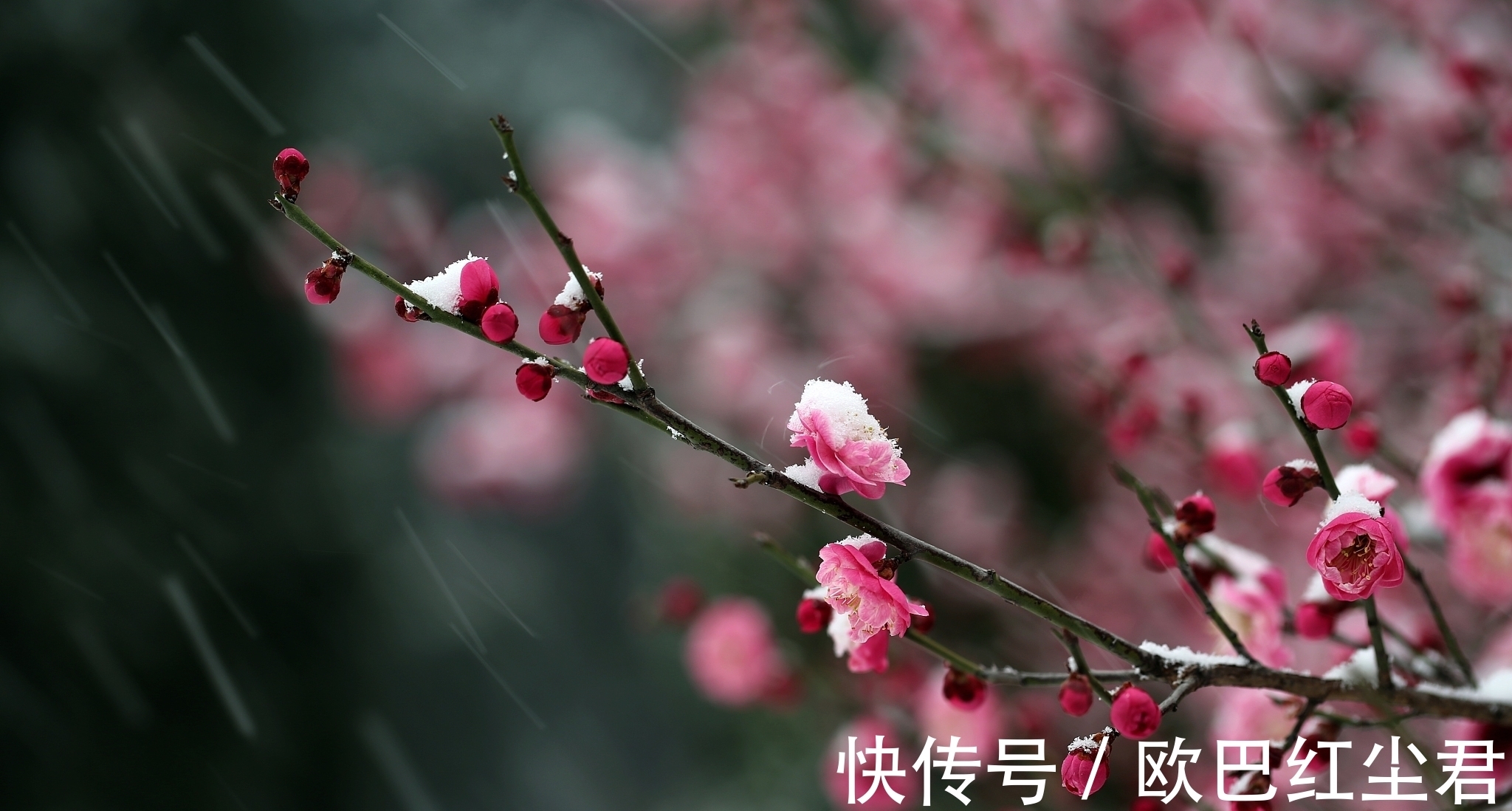 冬花#唐诗唯美春雪七首:夜来春雪照西楼,一枝春雪冻梅花
