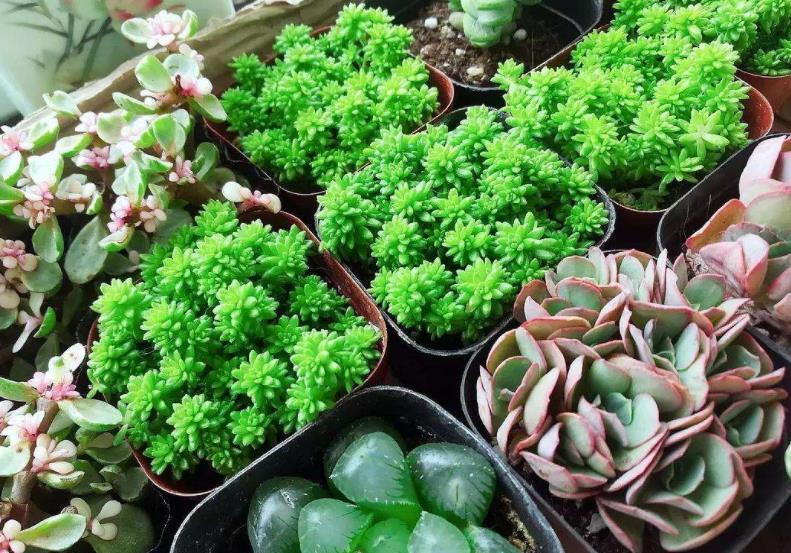 养多肉常见的3个误区,大部分花友都中招了,难怪肉肉养不胖