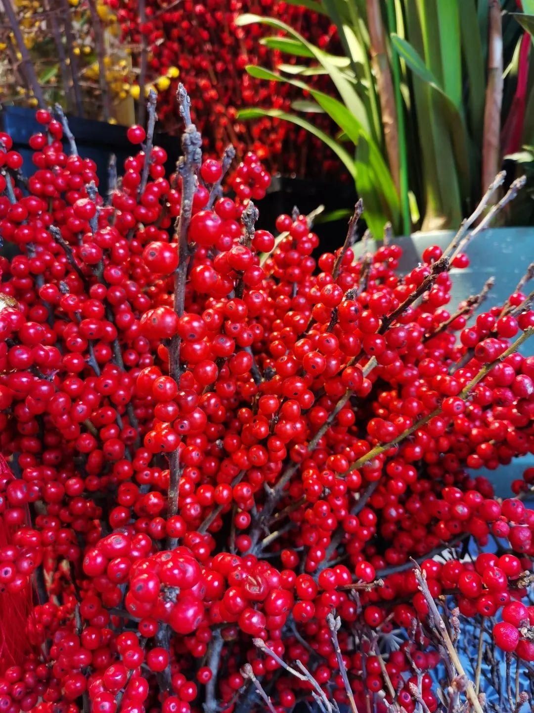 花市散发浓浓年味，这家店天天上新“应景”花！