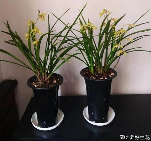 家里养盆虎皮兰，小花盆、挤着养，疯狂开花爆小崽！