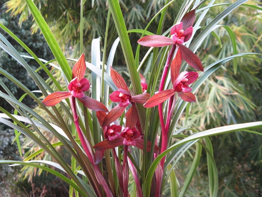 秋天到了,这种兰花要种1盆,顶级红素,兰香淡雅,好看又好养