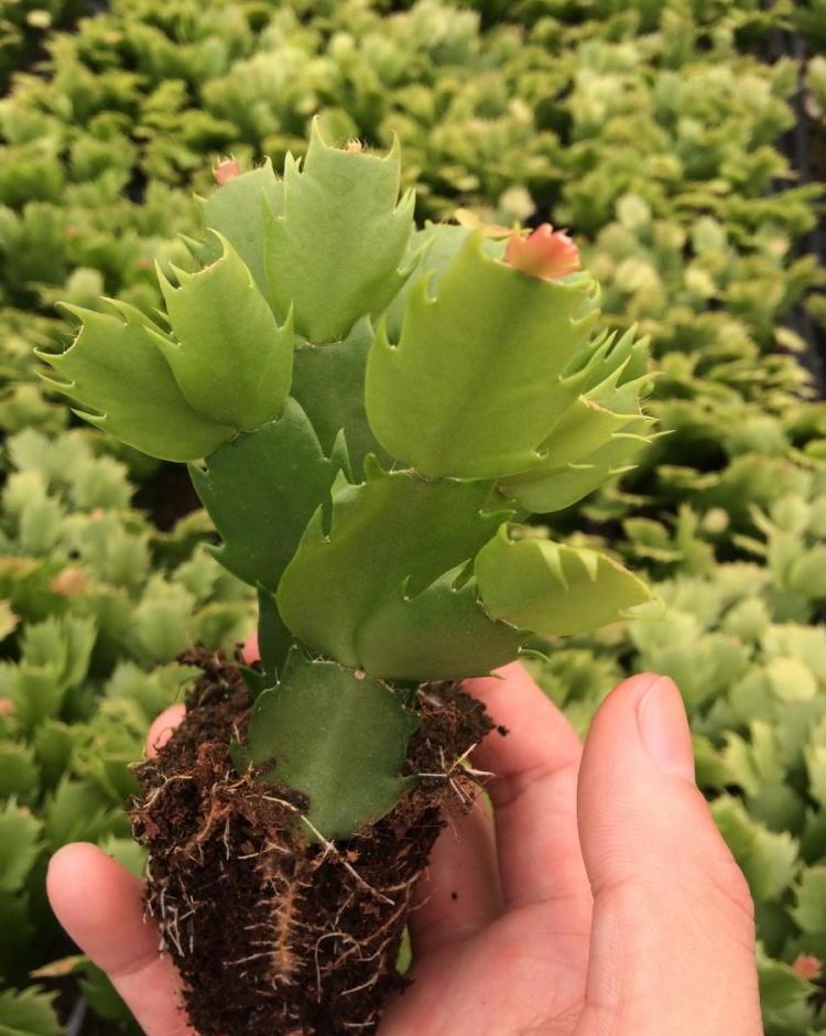 一个叶片,扦插蟹爪兰,一晾一晒,大白根7天冒出来