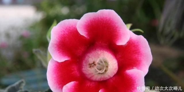 植物|夏天有哪些花不能多浇水呢,五种常见花介绍