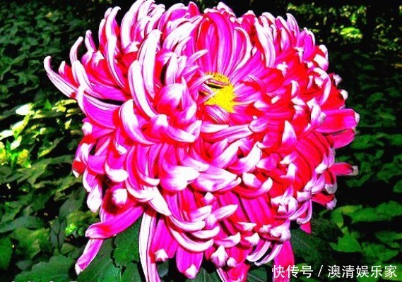 喜欢菊花,不如养盆“菊中精品”鸳鸯荷,似鸳鸯戏水,美丽大气