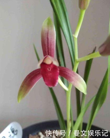 魂兰花|此兰花“一苗难求”，花开有其香，是顶级红素，曾被炒到百万
