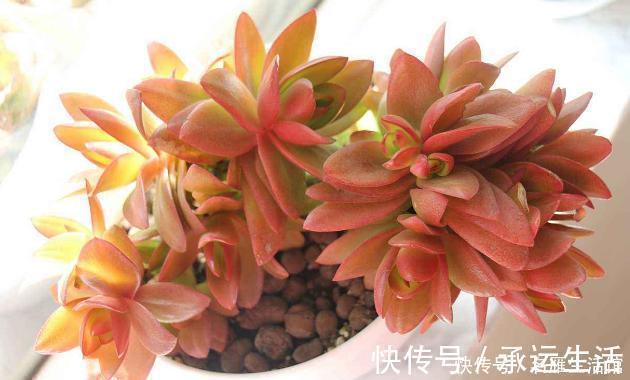 多肉花|多肉养1盆死1盆?记住这4条规则就能一个劲地长,又肥又漂亮