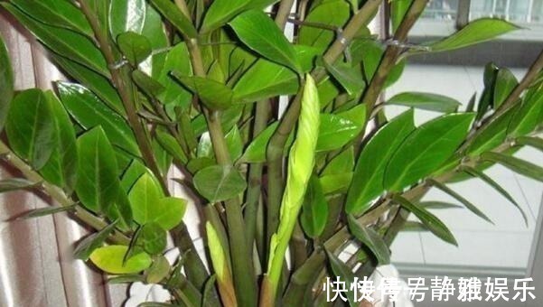 淘米水鸡蛋壳，不如“几粒它”，养花用1点，半年不施肥，长爆盆！